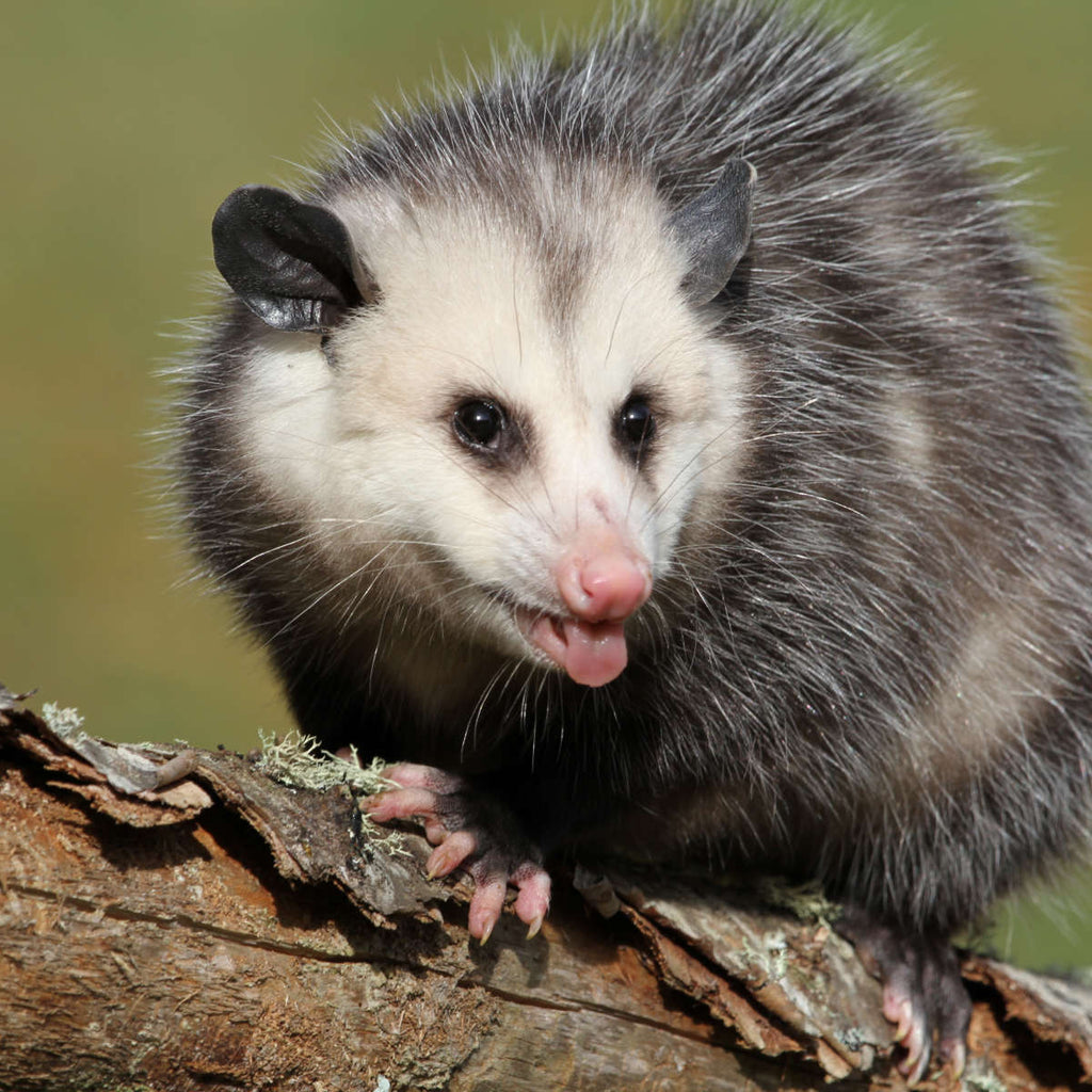 angry possum