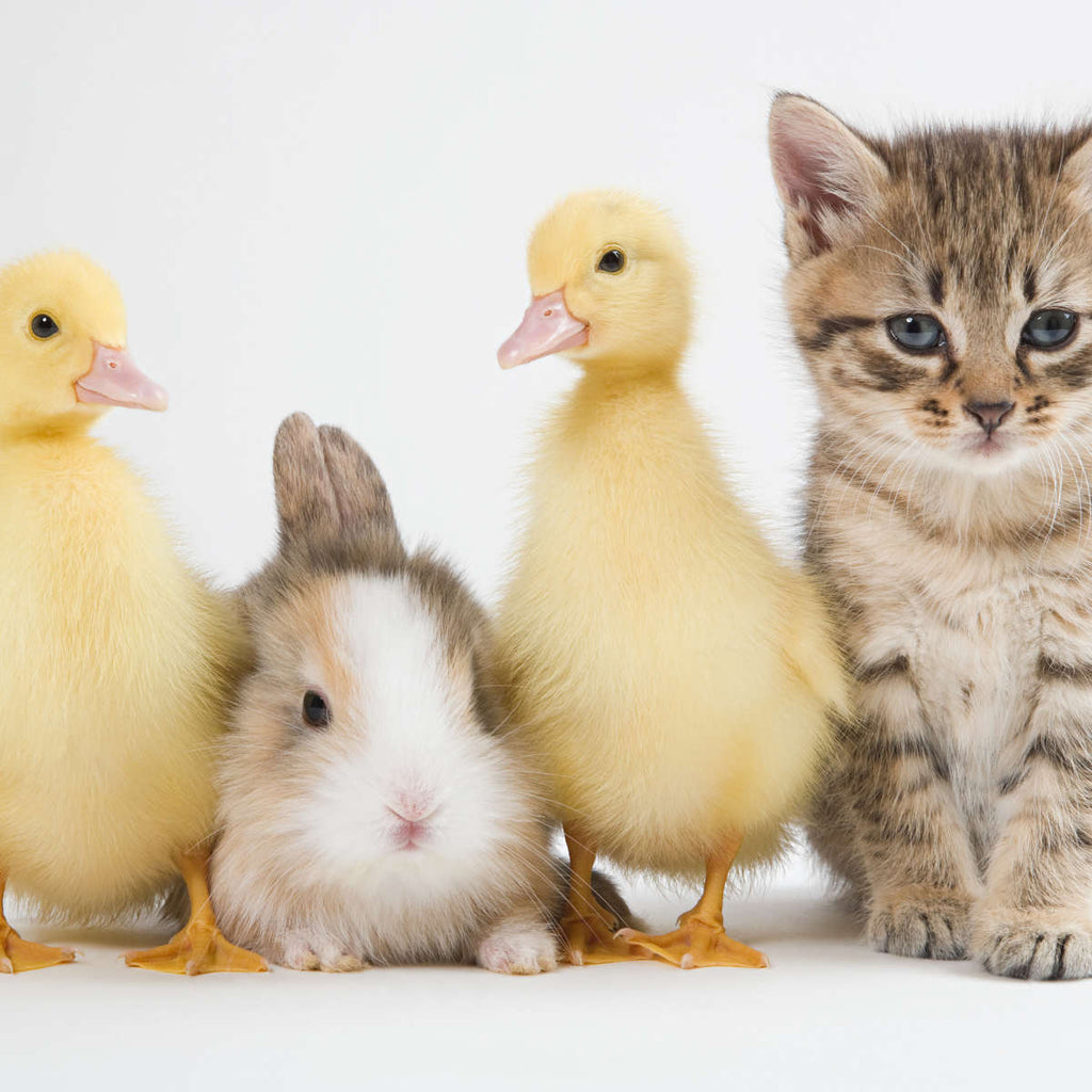 baby ducks and kittens