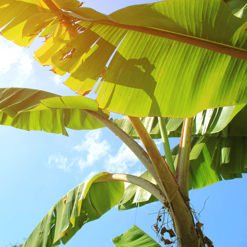 Banana Leaf Stalks