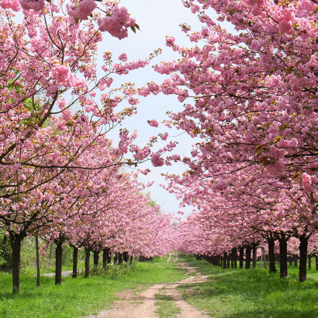 Berlin Cherry Blossom Wall Art | Photography