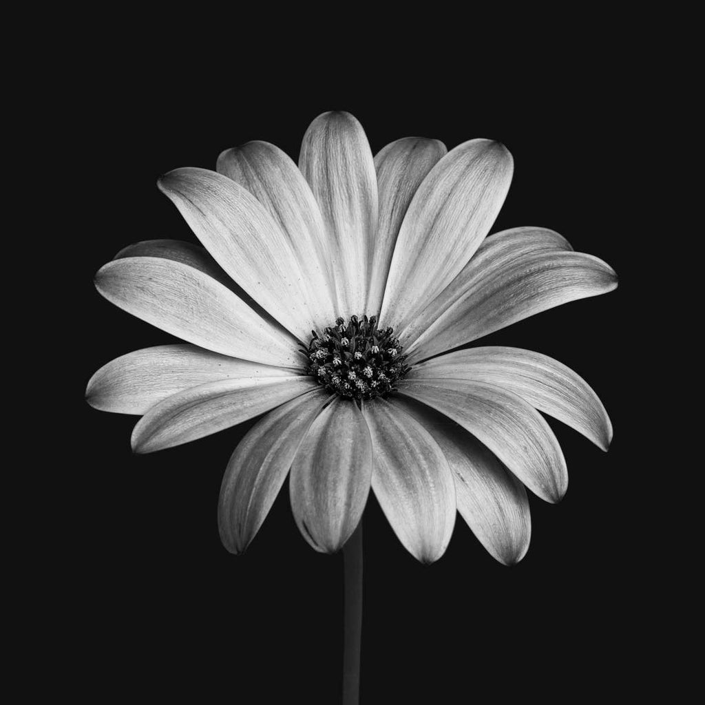 Monochromatic Daisy Wall Art | Photography