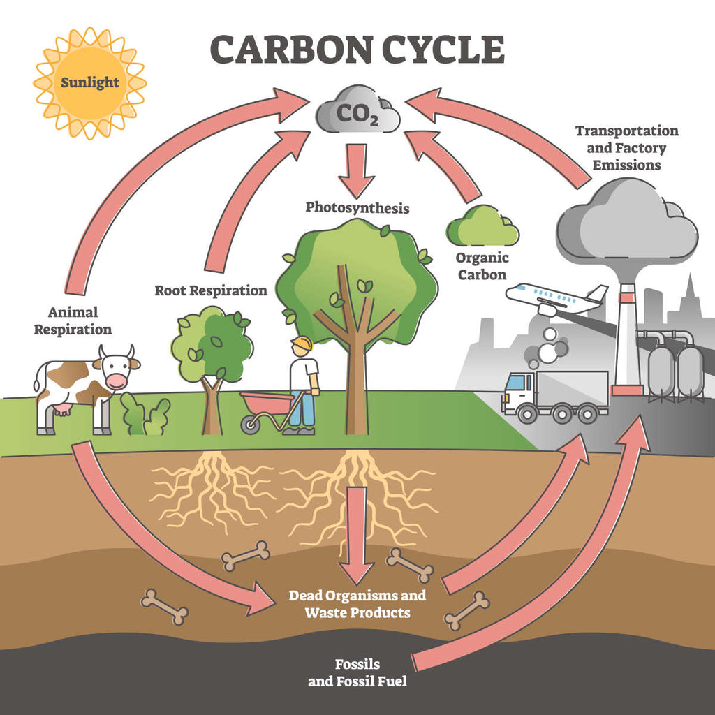 Carbon Cycle Diagram Wall Art Digital Art