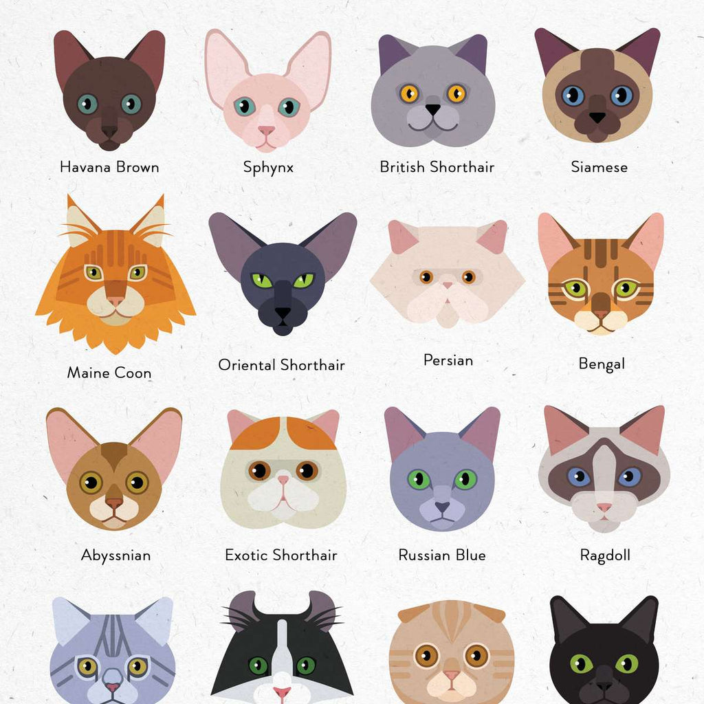 Cat Breeds Guide Chart Wall Art Digital Art