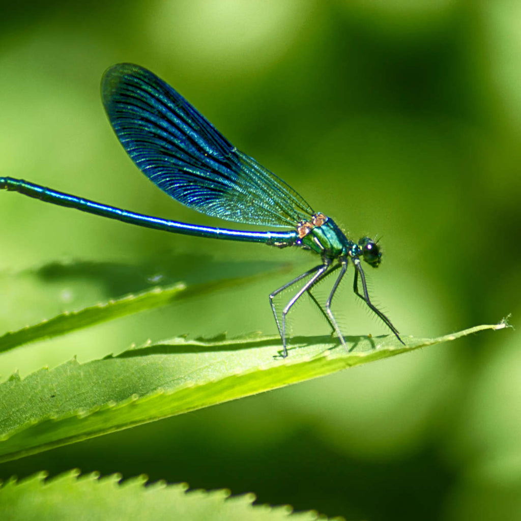 Dragonfly On A Leaf Wall Art | Photography