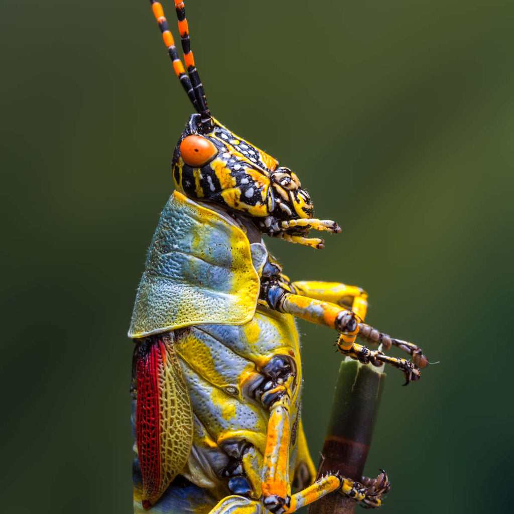 Grasshopper On A Stem Wall Art | Photography