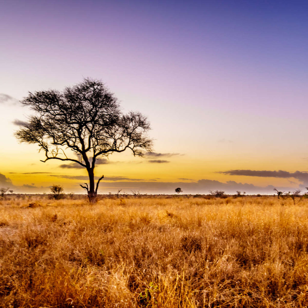 Kruger Park Sunrise Horizon Wall Art | Photography
