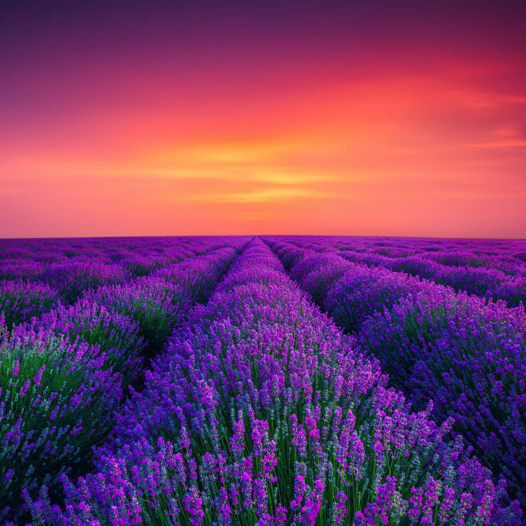 Lavender Field Sunset Hues Wall Art | Photography