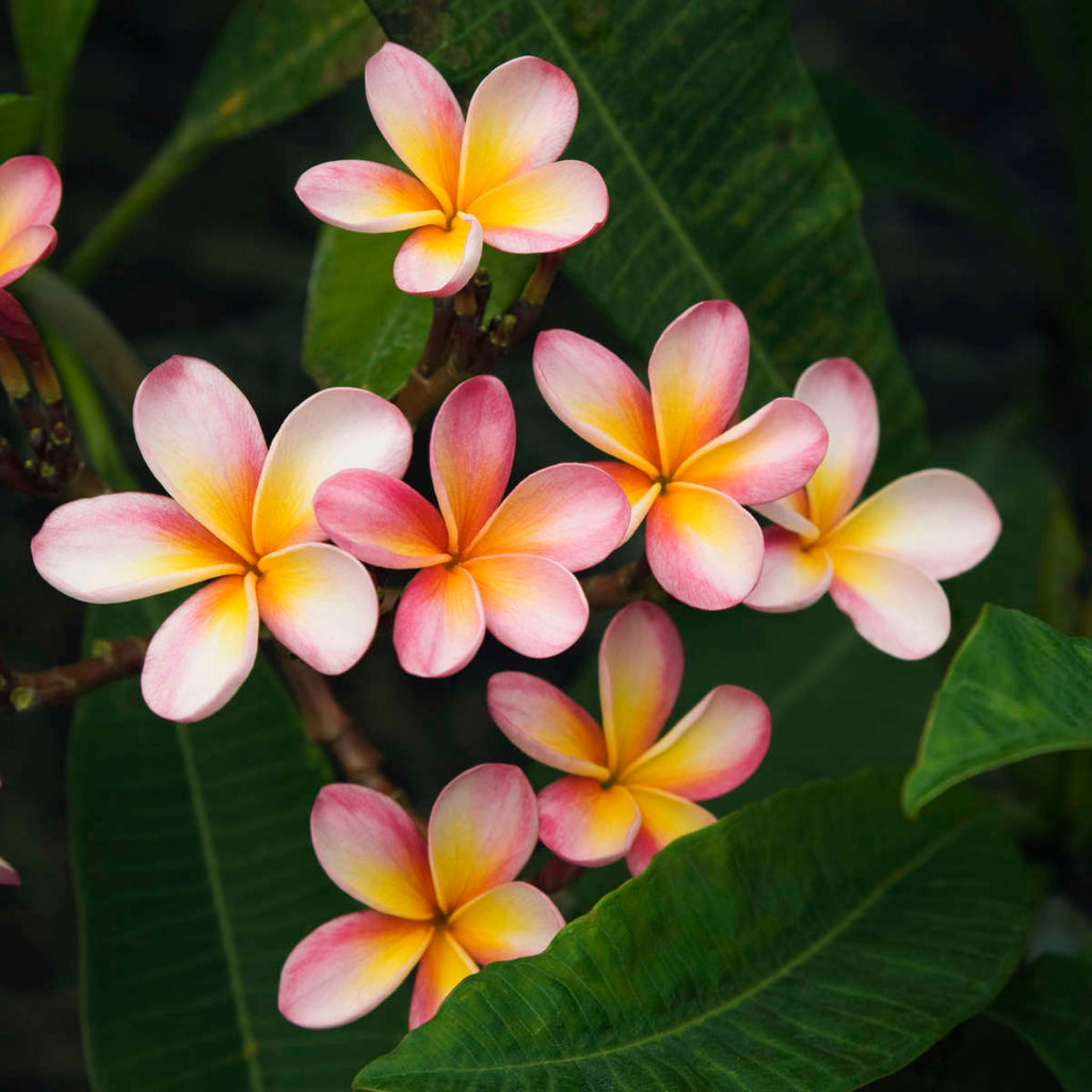 Light Pink Plumeria Flower Wall Art | Photography