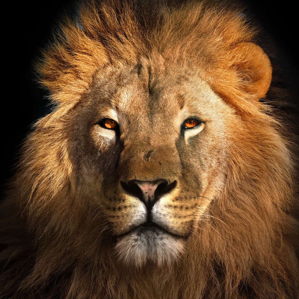 Fierce Lion Head Wall Art | Photography