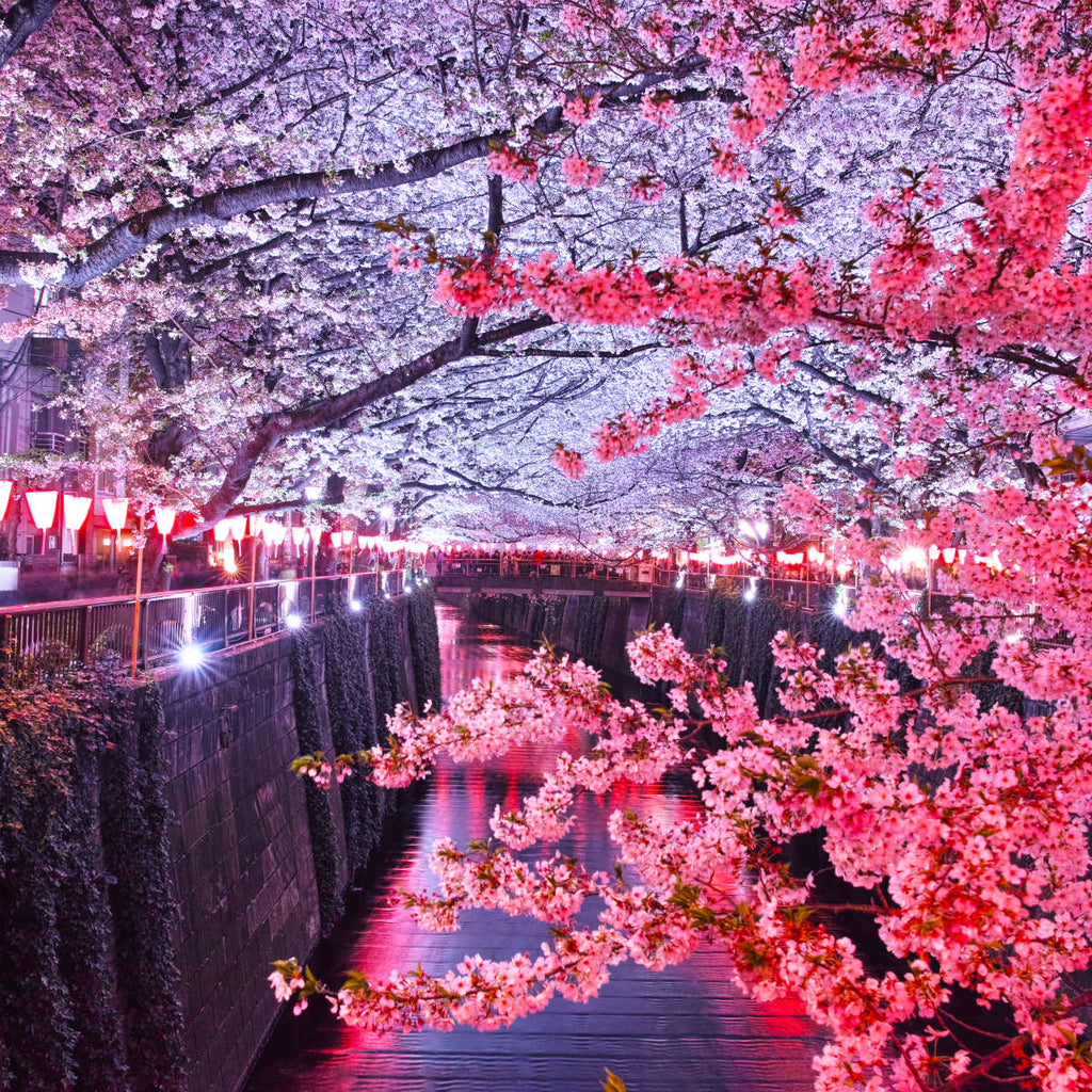 Meguro River At Spring Wall Art | Photography