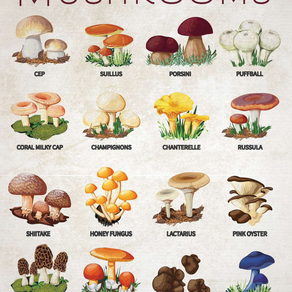 Mushroom Guide Chart Wall Art | Digital Art