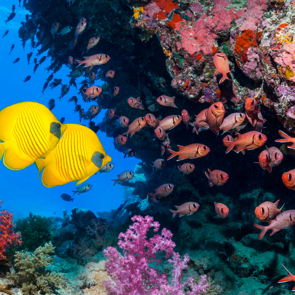Vibrant Red Sea Underwater Wall Art | Photography