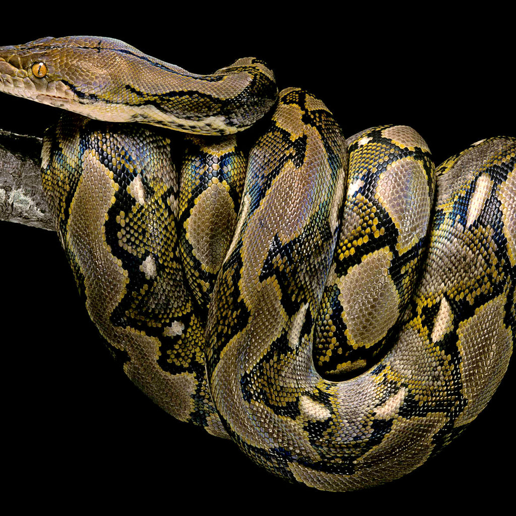 Snakes are longer. Питон ретикулятус. Malayopython reticulatus. Сетчатый питон белый. Питон на черном фоне.