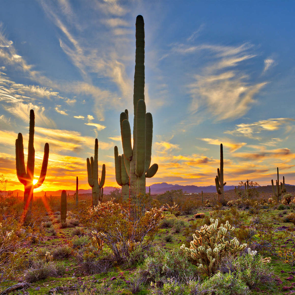 Sonoran Desert Saguaro Cactus Wall Art | Photography