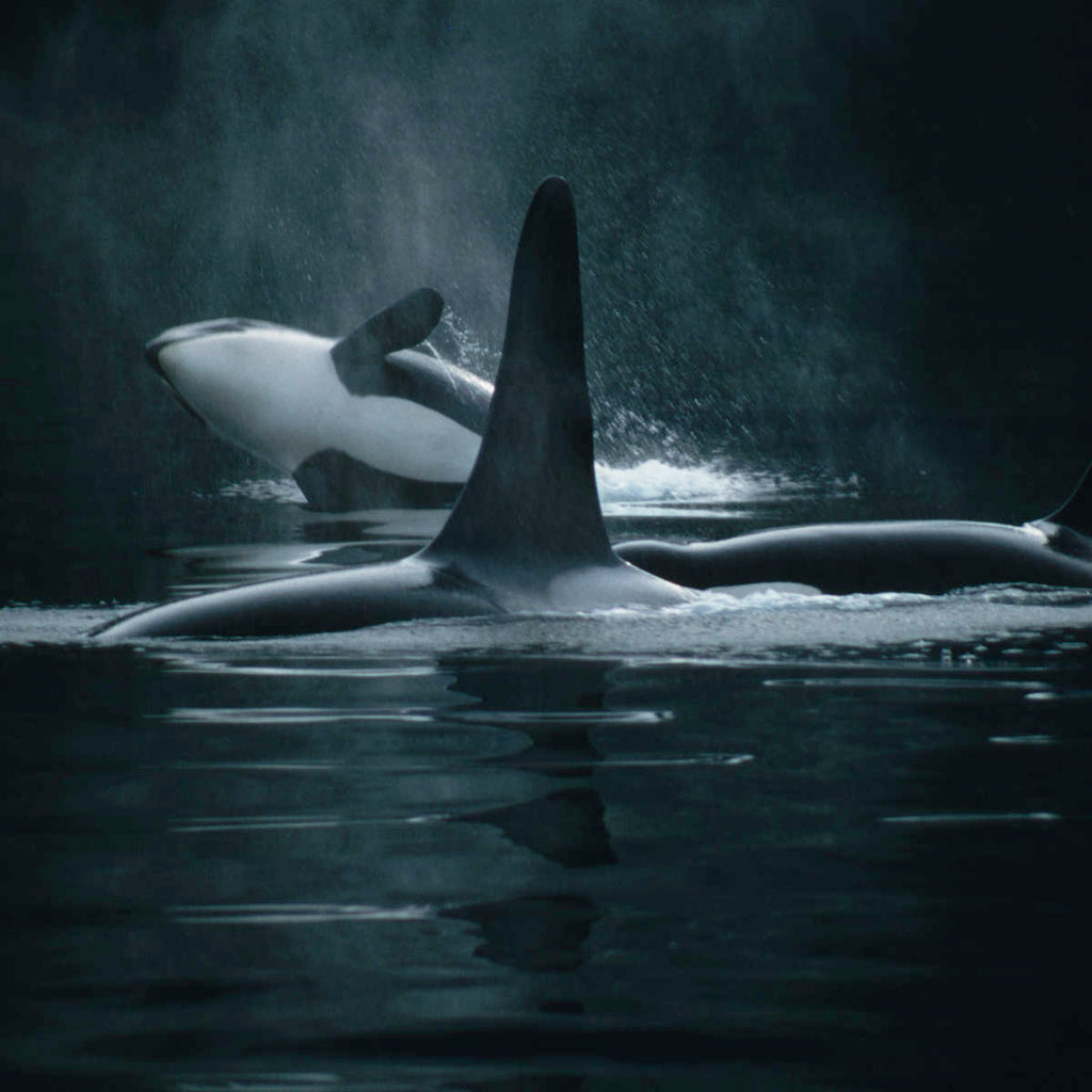 killer whales swimming