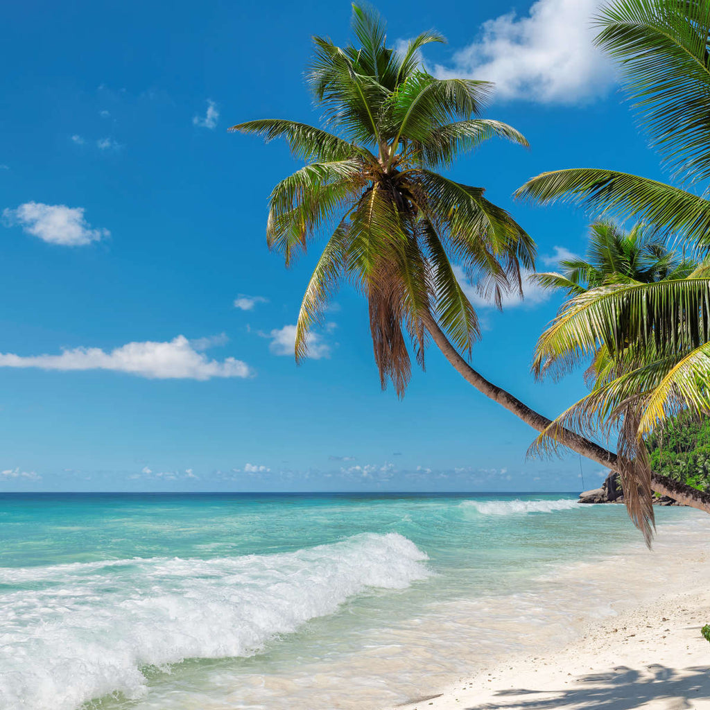 Beach Palms Wall Art | Photography