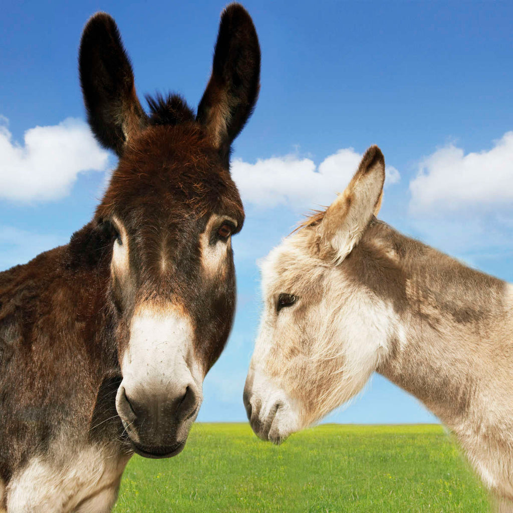 White And Brown Donkeys Wall Art Photography