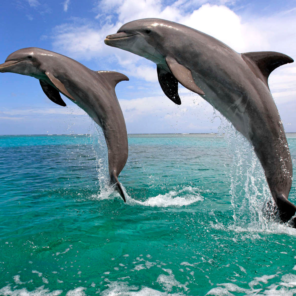 Two Jumping Dolphins Wall Art | Photography