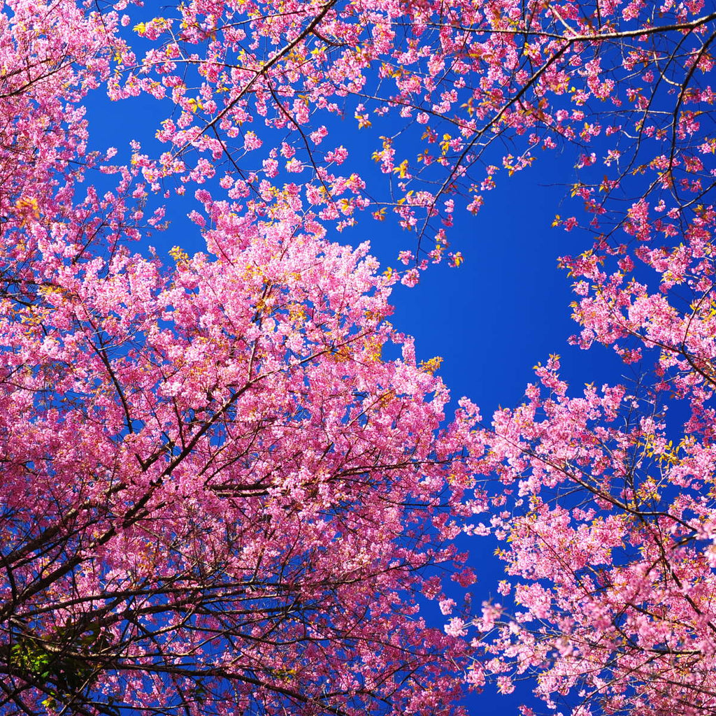Cherry Blossom Heaven Wall Art | Photography