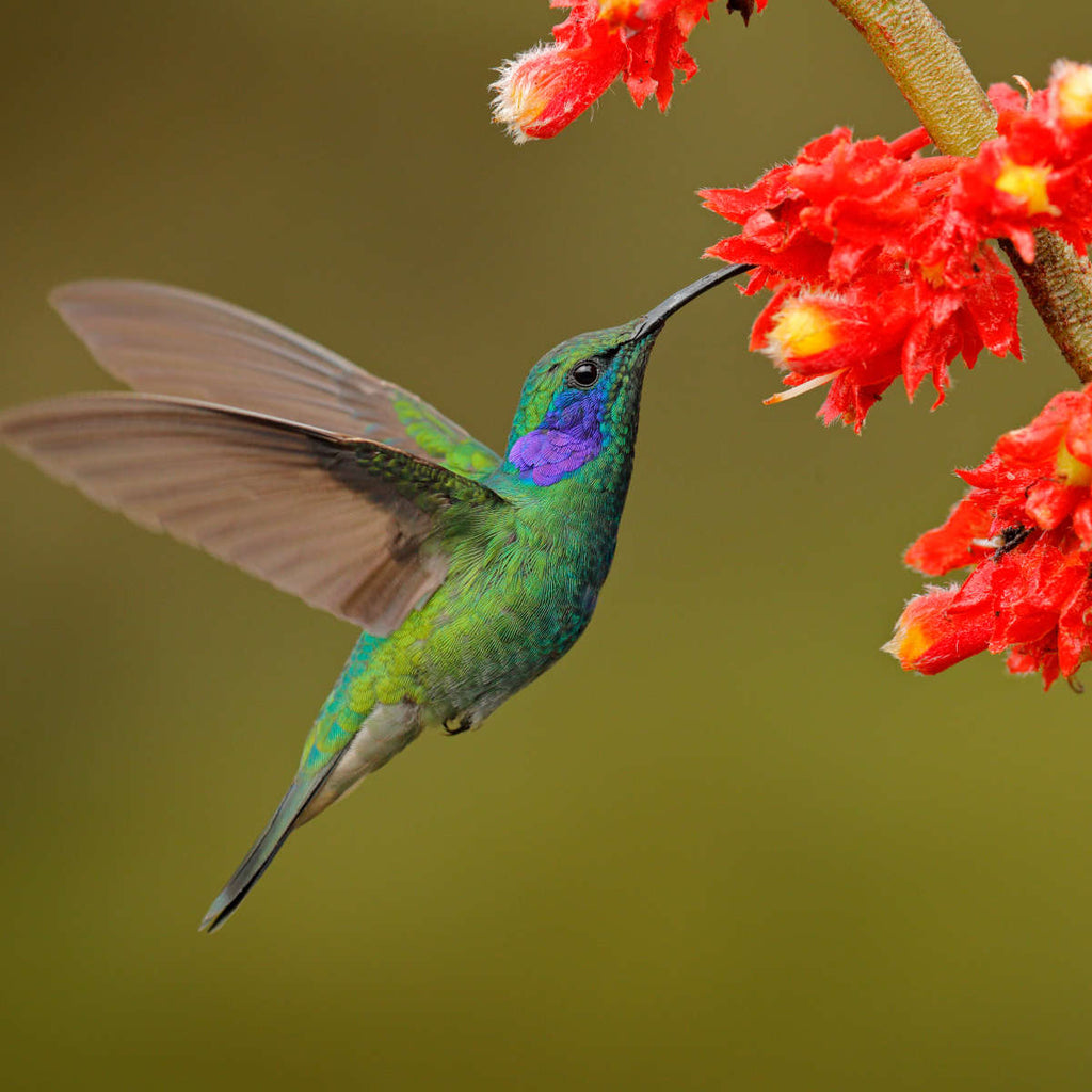 Feeding Hummingbird Wall Art | Photography