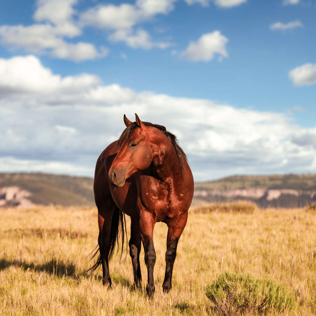 Wild Quarter Horse Wall Art | Photography