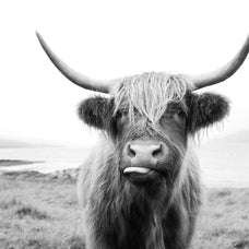 Funny Highland Cow Wall Art | Photography