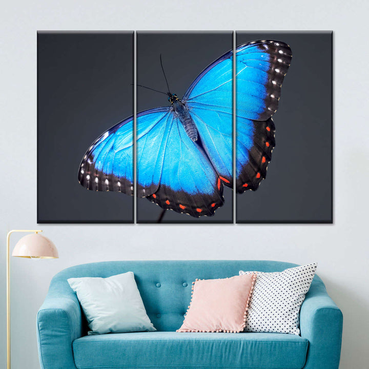 Morpho Blue Butterfly Wall Art | Photography