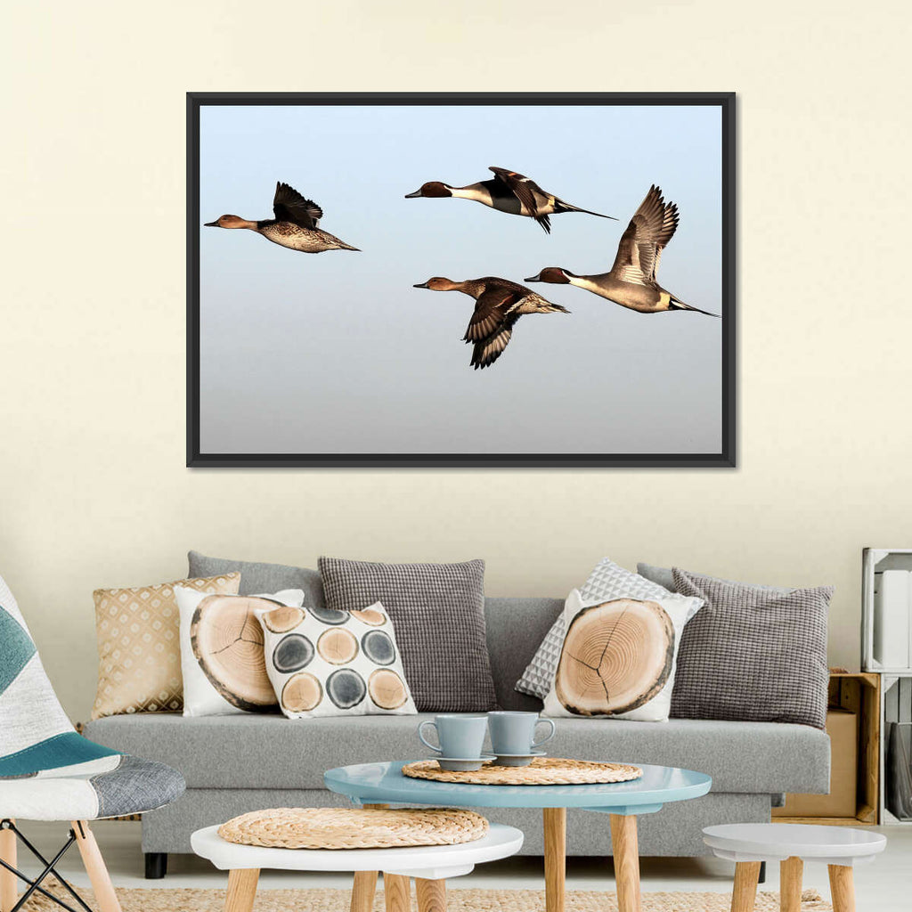 Pintail Ducks Wall Art | Photography