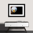 Fiery bald eagle framed print Wall Art Pictures