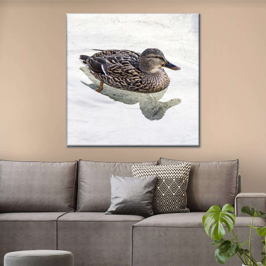 Female Mallard Duck Wall Art | Photography