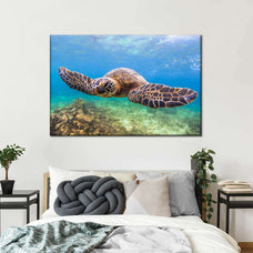 Flapping Turtle Wall Art | Photography