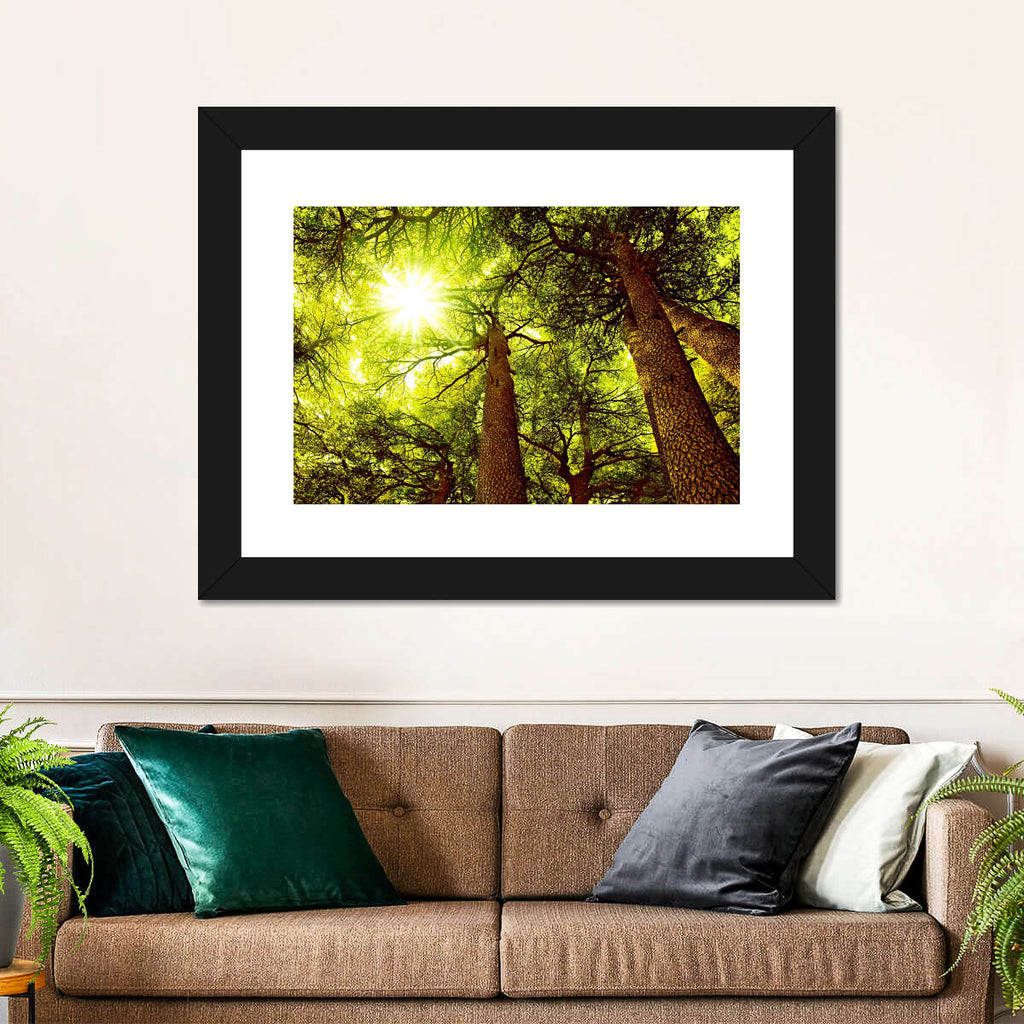 Sunlit Cedar Forest Wall Art | Photography