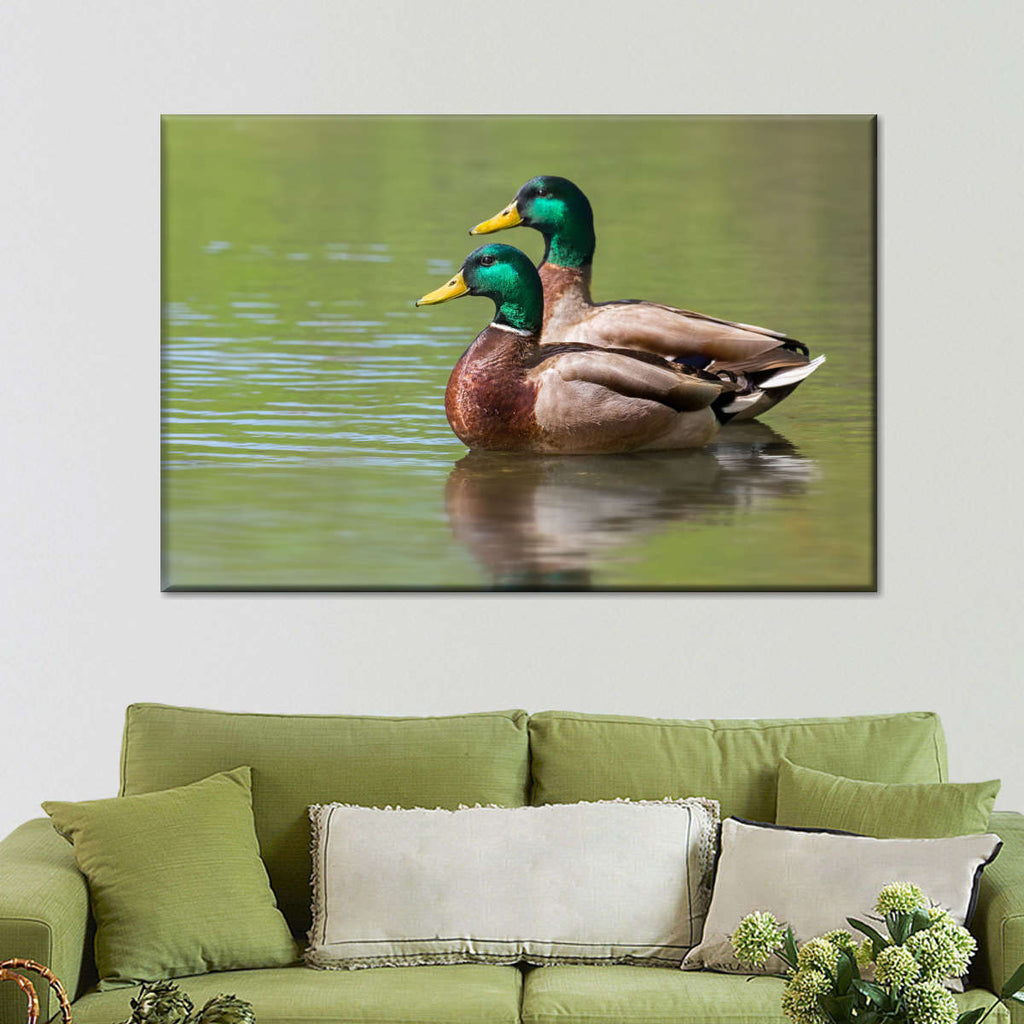 Mallard Duck Couple Wall Art | Photography