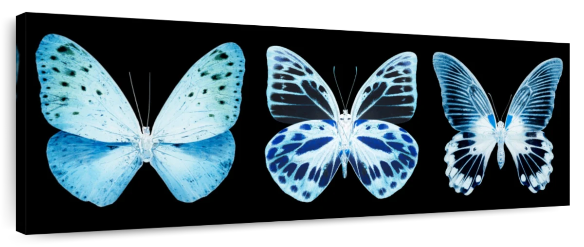 Miss Butterfly X-Ray Panoramic Black Wall Art | Photography | by ...