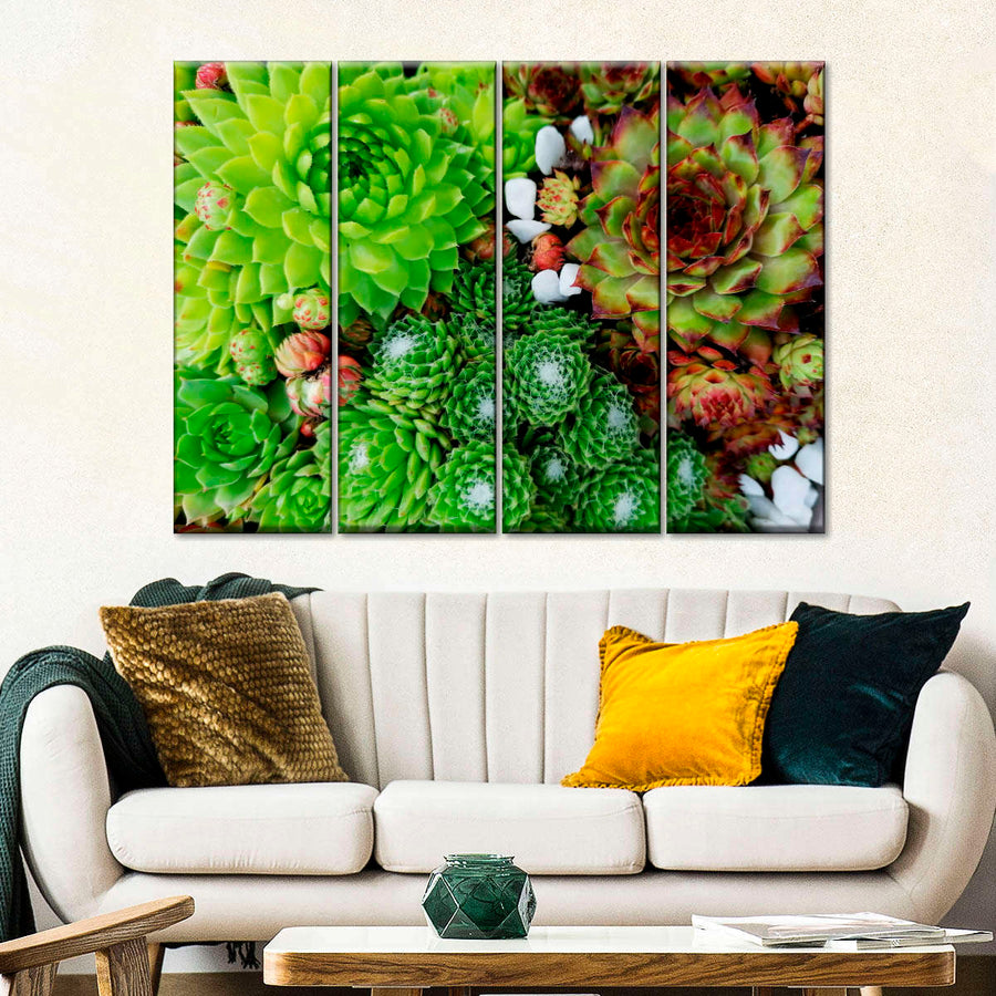Succulent Varieties Wall Art | Photography