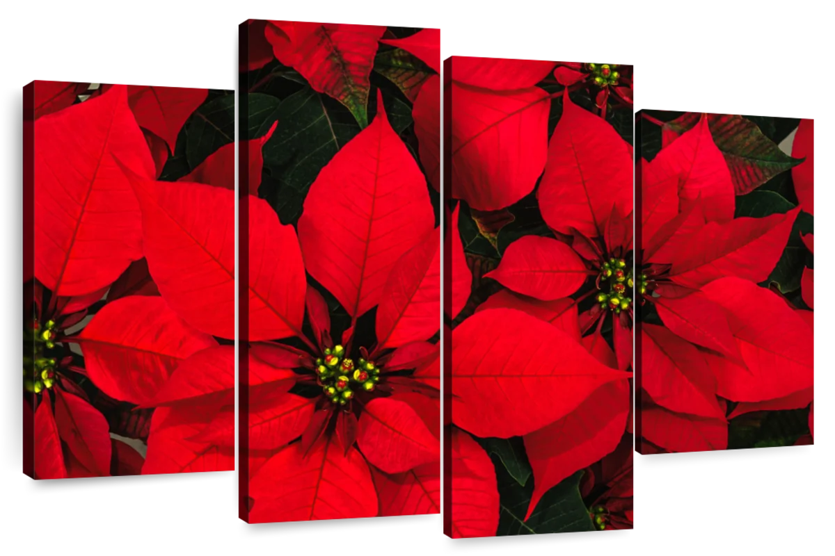 Poinsettias Wall Art  Paintings, Drawings & Photograph Art Prints