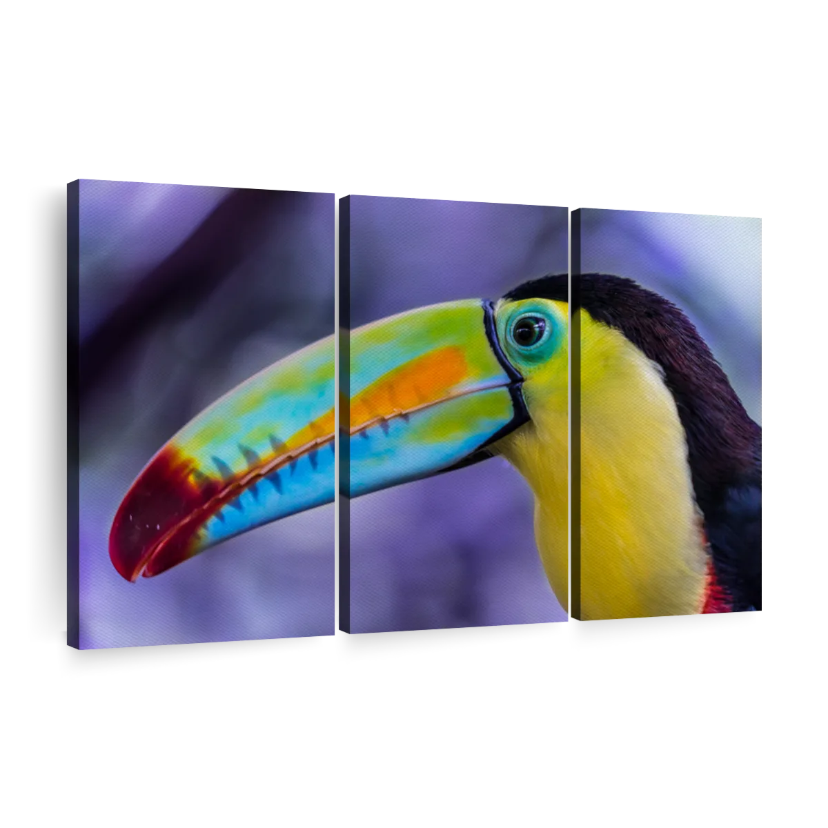 keel billed toucan beak