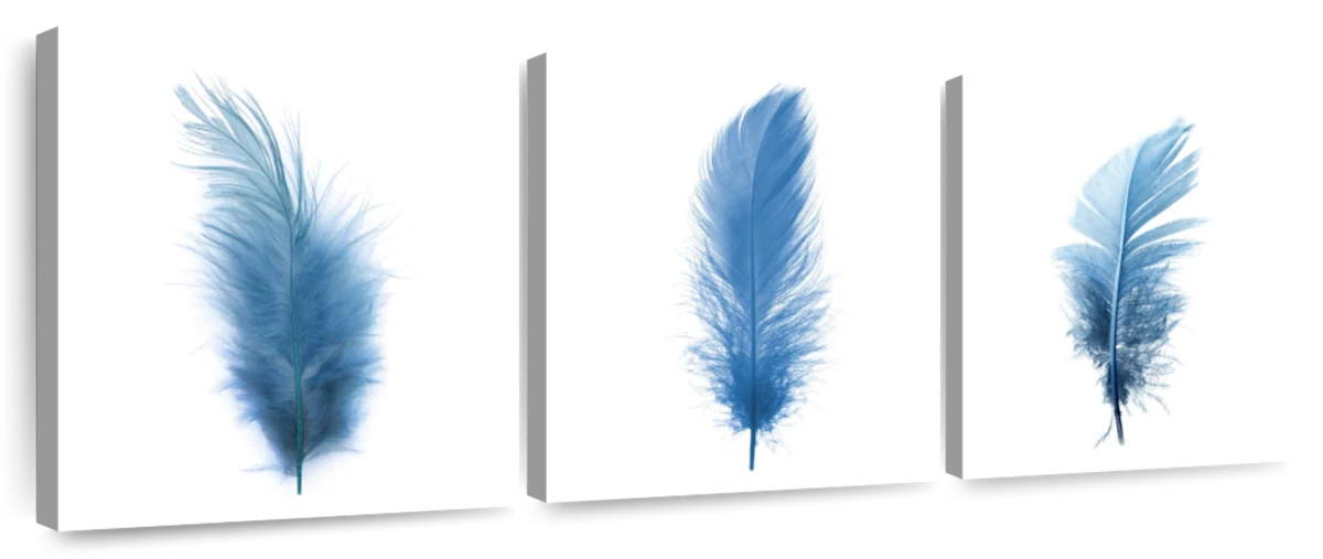 Feathers on white print by Editors Choice