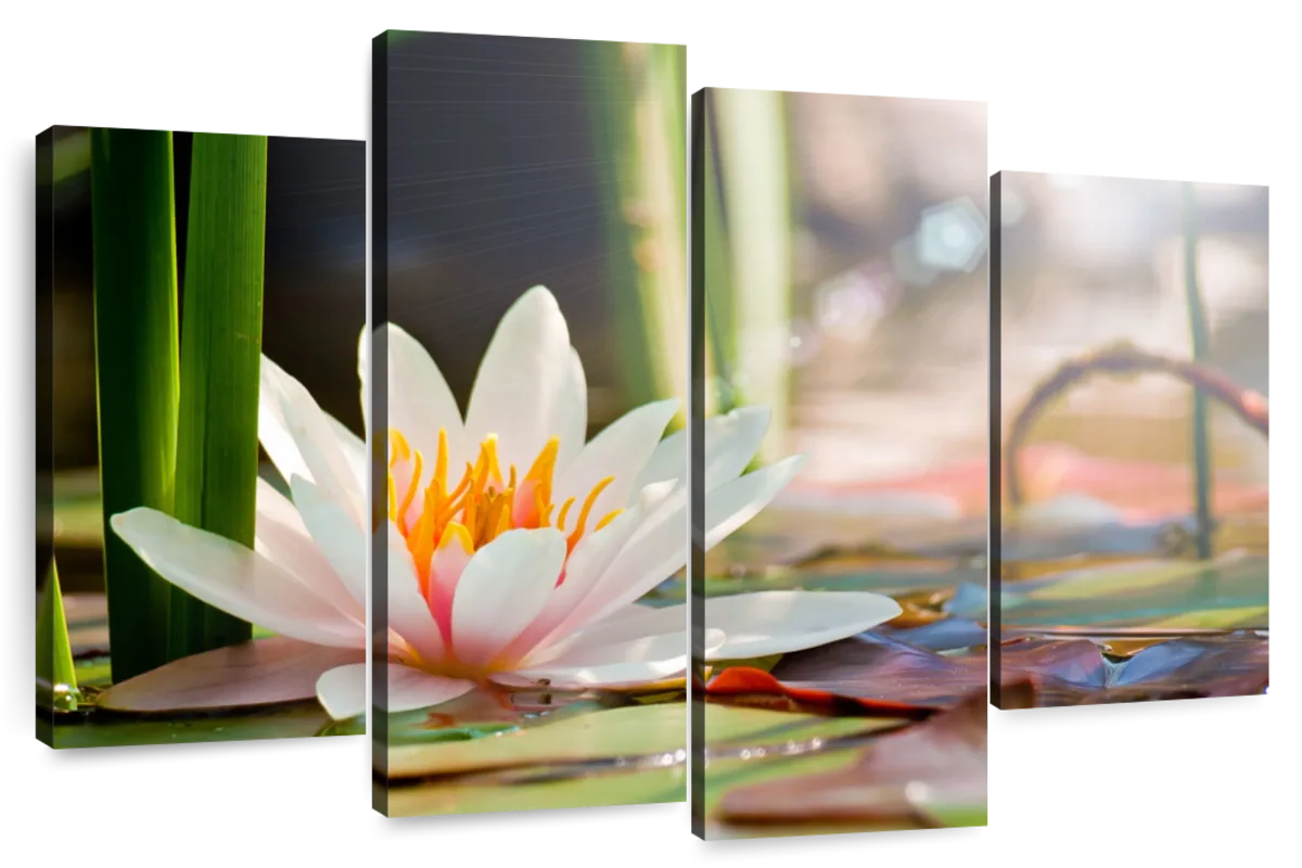 Water Lily Bloom Wall Art | Photography