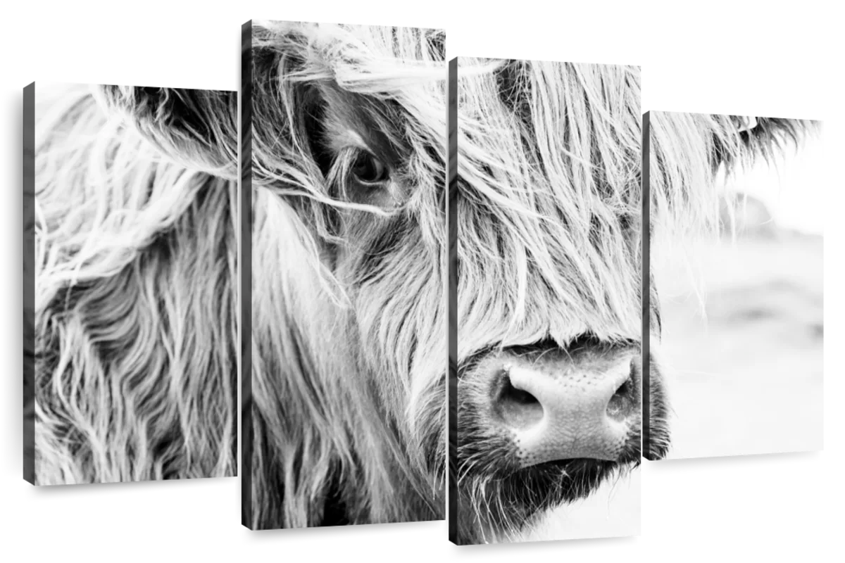 Long Haired Cow Wall Art | Photography