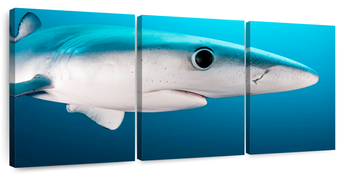 Blue Shark with a Pair of Pilot Fish – trendy poster – Photowall
