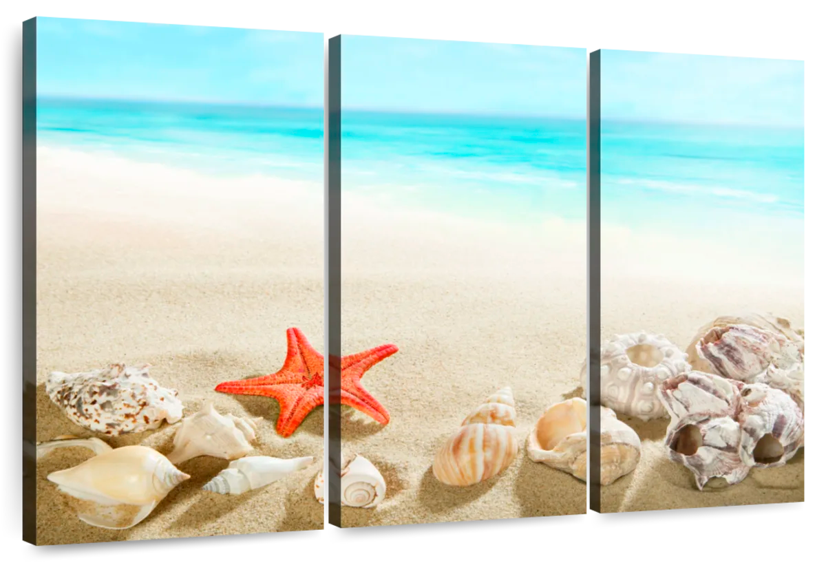 Ocean Beach Seashells Art: Canvas Prints, Frames & Posters
