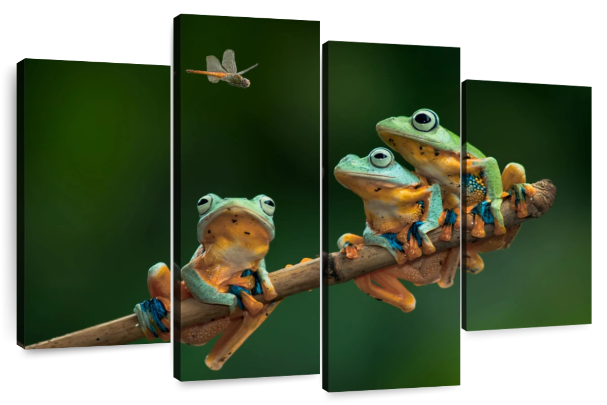 colorful frog drawings