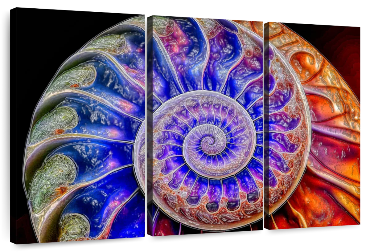 Nautilus Shell Fibonacci Spiral Art: Canvas Prints, Frames & Posters