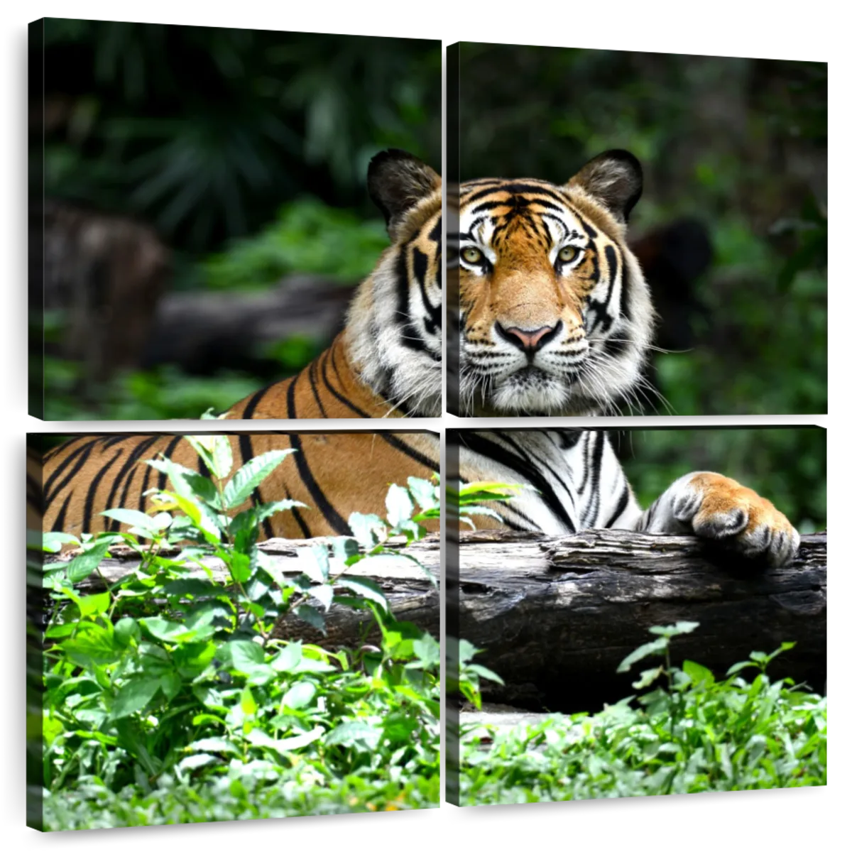 Bengal Tiger Pair, One With Normal Co - Canvas Wall Art