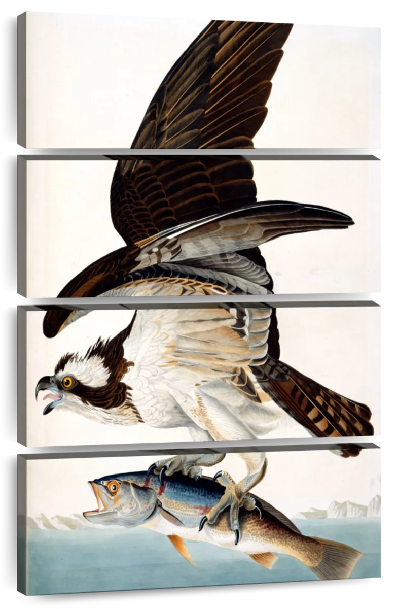 Fish Hawk Art: Canvas Prints, Frames & Posters