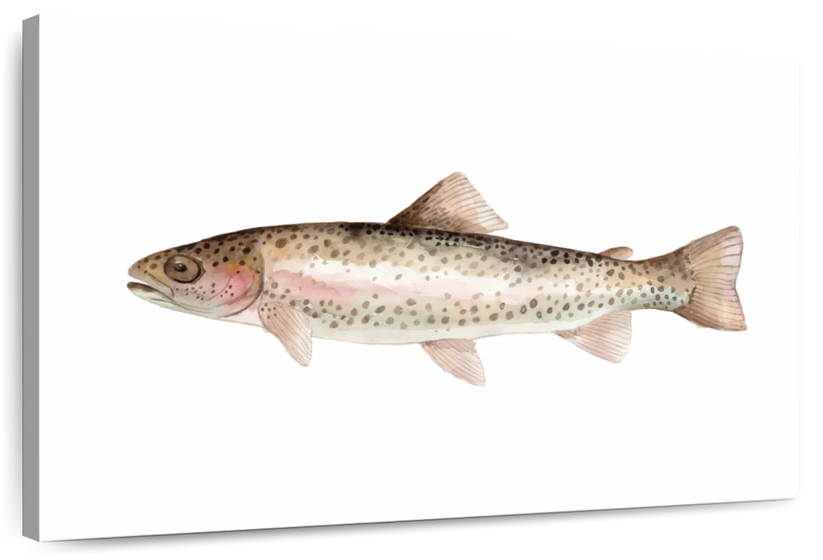 HiEnd Accents Rainbow Trout Wall Plate, Size: Single Switch