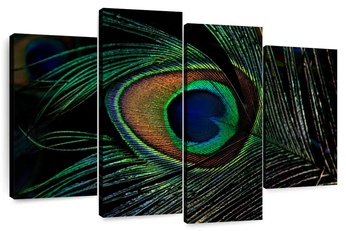 Peacock Feather Eyespot Wall Art | Photography