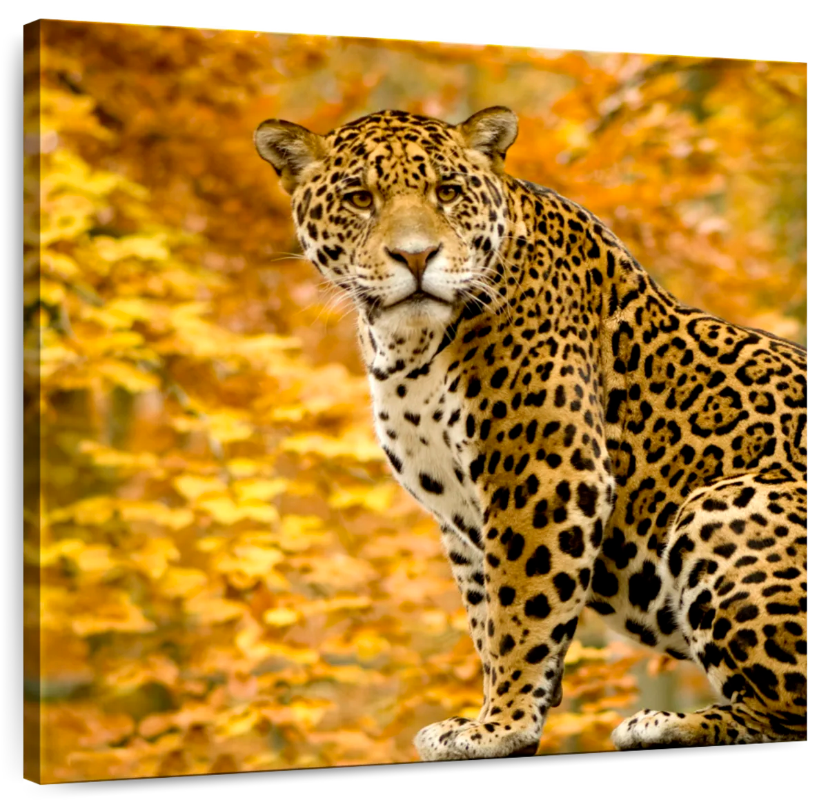 Jaguar Wall Art | Paintings, & 2 Page Photograph - Drawings Prints Art