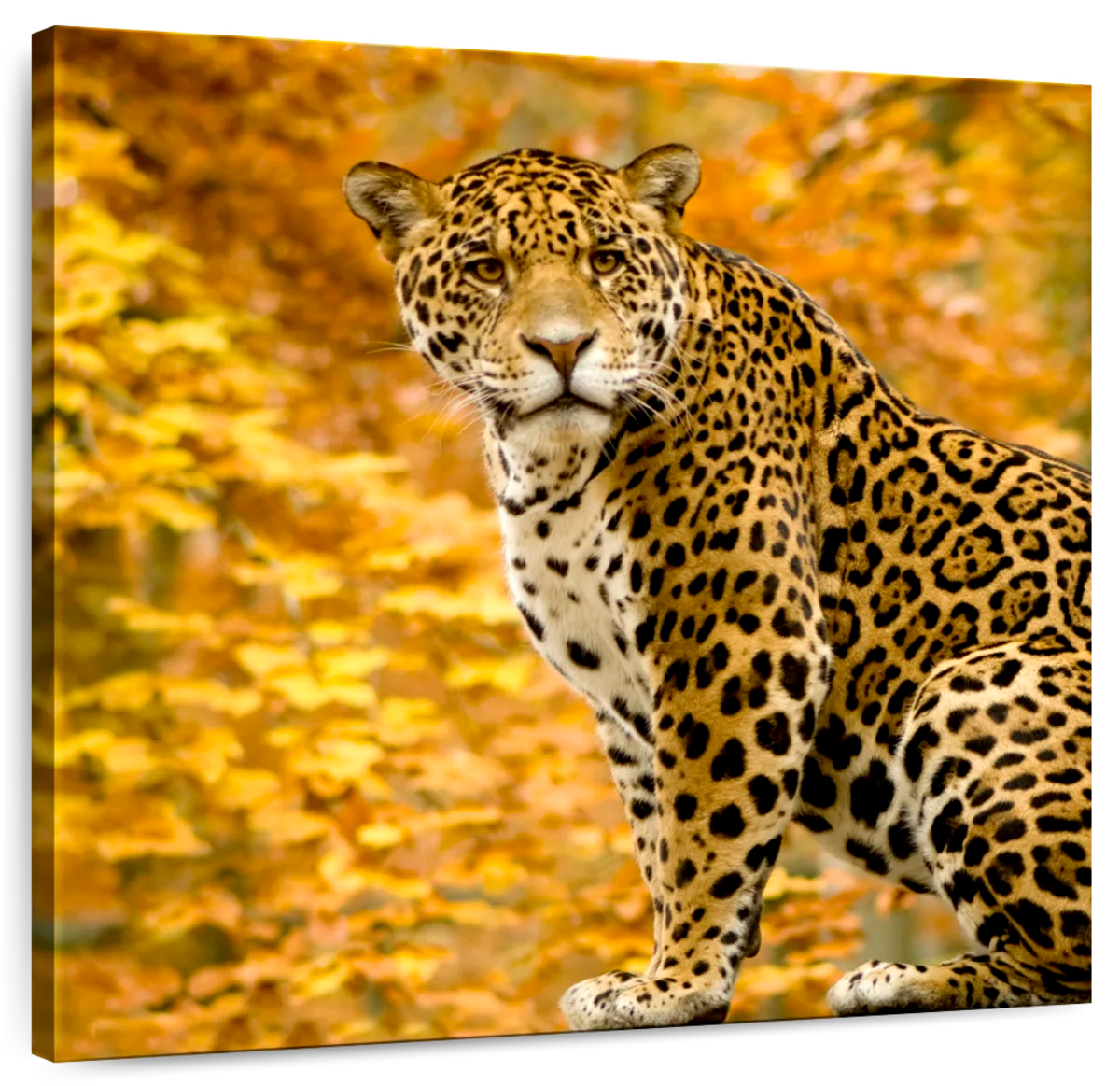 Jaguar Wall Art | Paintings, Drawings & Photograph Art Prints - Page 2